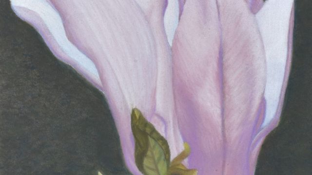 Magnolias No. 2 by Noelle Roberts