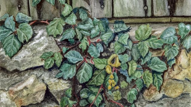 My Neighbors Fence by Deb Marvin